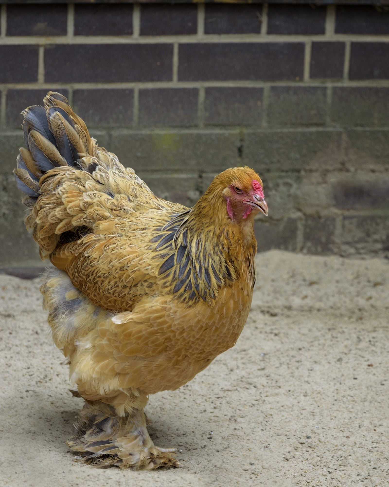 The Majestic Brahma Chicken