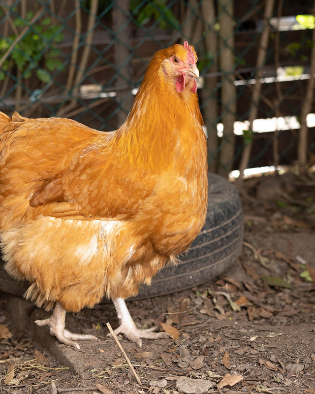 Picture of Buff Orpington Chicken