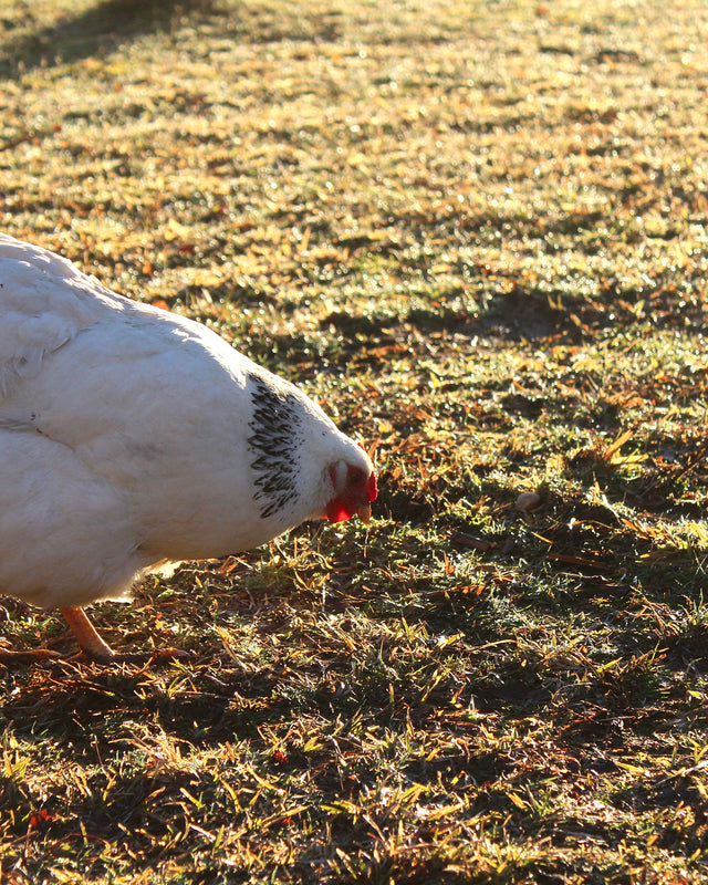 Picture of Columbian Wyandotte Chicken