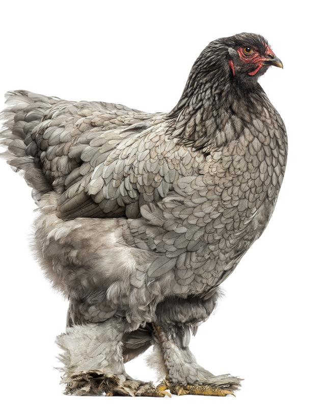 Picture of Dark Brahma Chicken