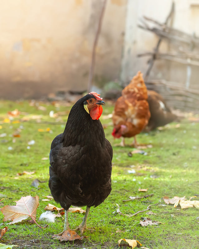 Picture of French Black Copper Marans Chicken