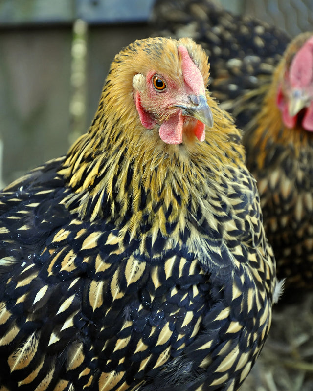Picture of Black Laced Gold Wyandotte Chicken