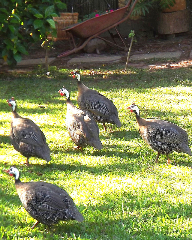 Picture of Guinea Fowl Surplus