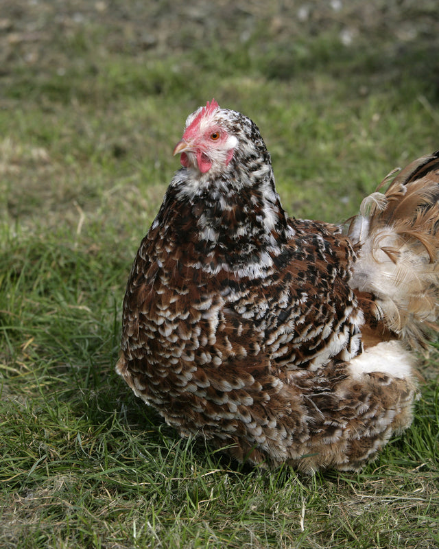 Picture of Jubilee Orpington Chicken