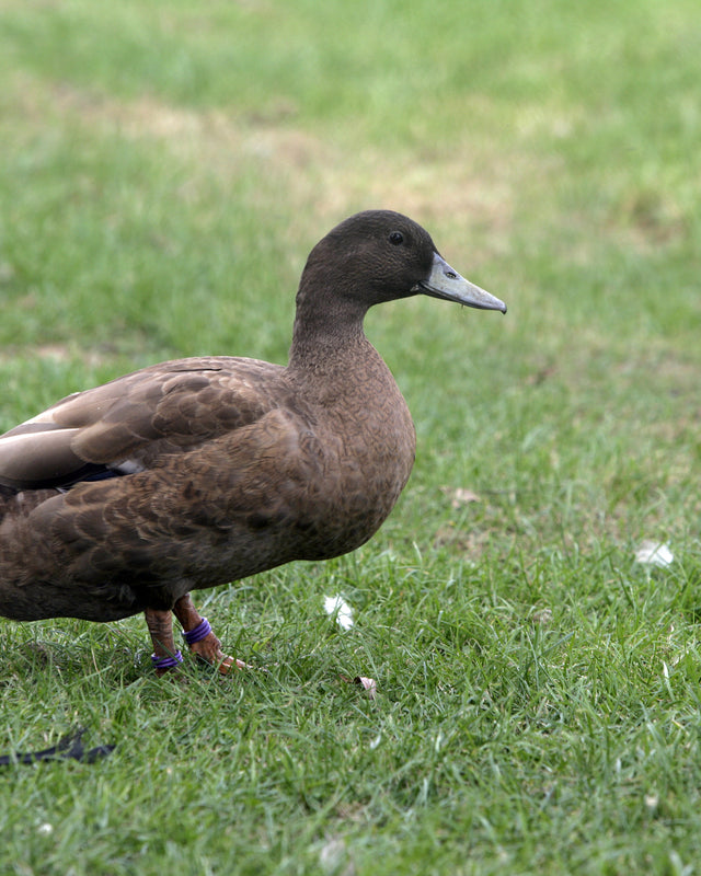 Picture of Khaki Campbell Duck