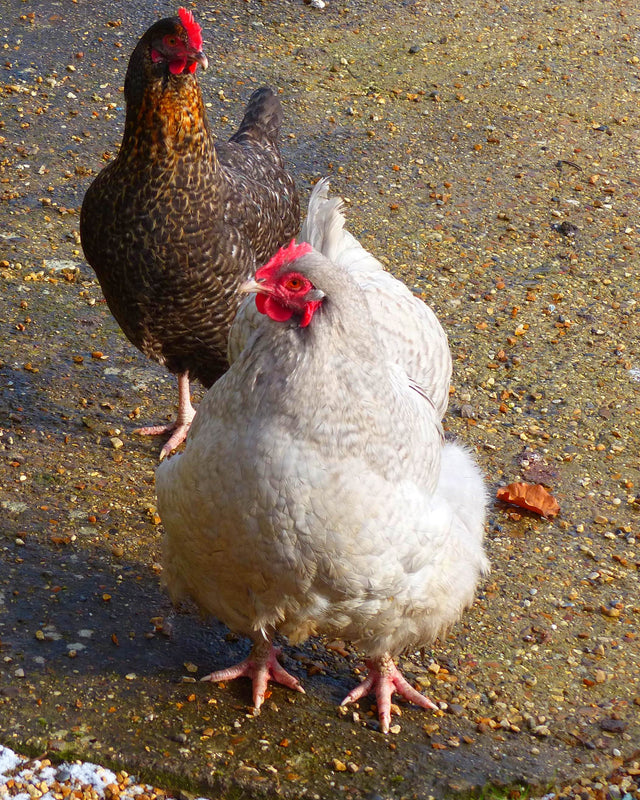 Picture of Lavender Orpington Chicken