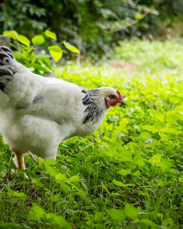 Picture of Light Brahma Chicken