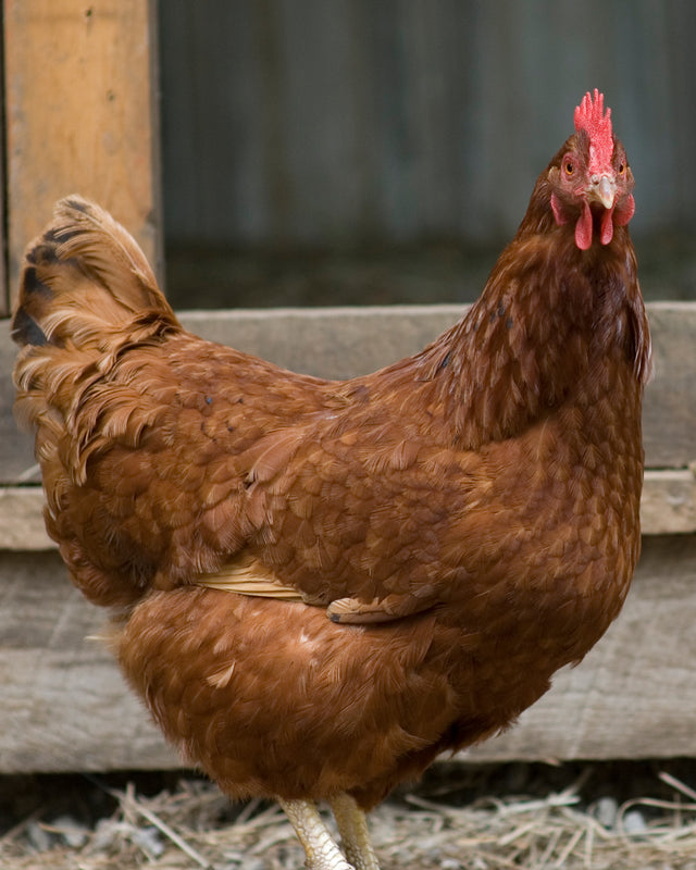 Picture of Red Sex Link Chicken