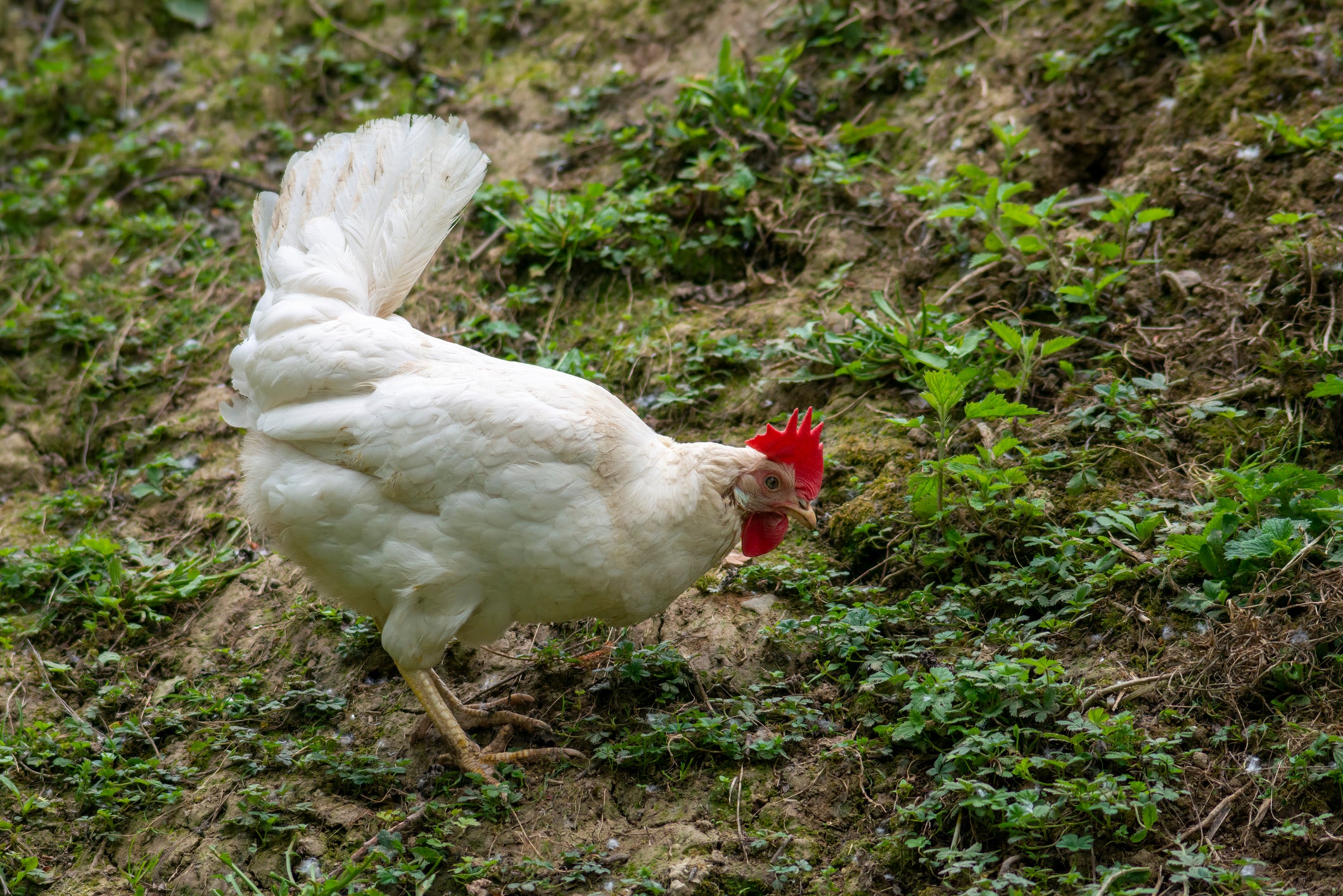 live white chicken