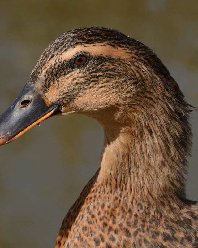 Picture of Rouen Duck