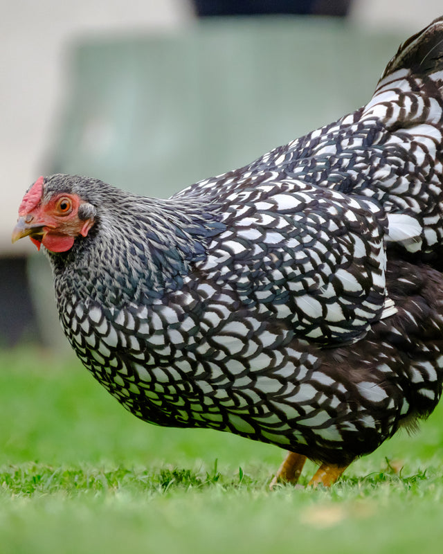 Picture of Black Laced Silver Wyandotte Chicken