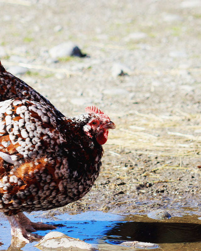 Picture of Speckled Sussex Chicken