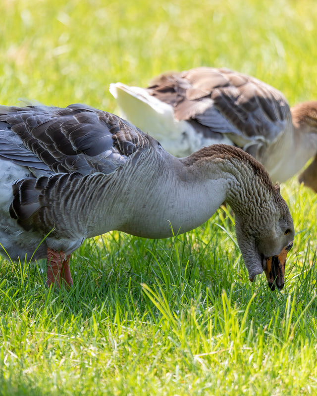 Picture of Toulouse Goose