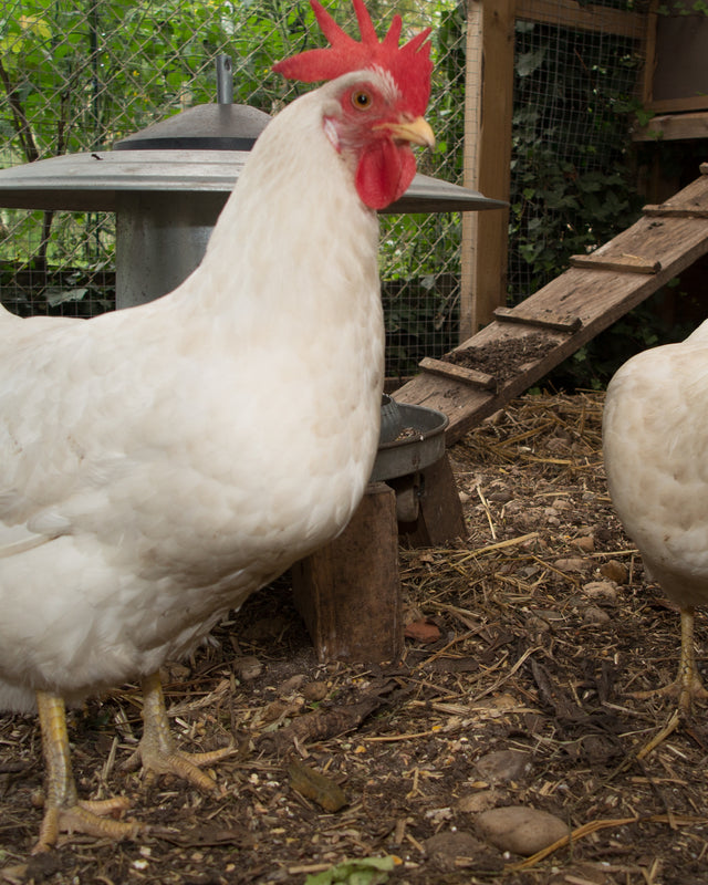 Picture of White Leghorn Chicken