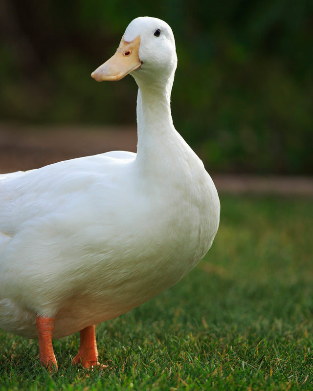 Picture of White Pekin Duck