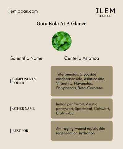 Gotu Kola