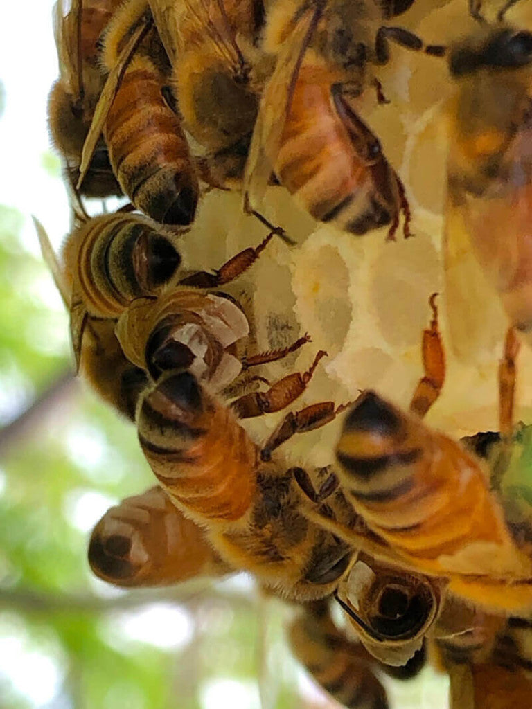 Wax glands on bees