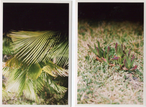 Palms & Succulents - Ponta Delgada