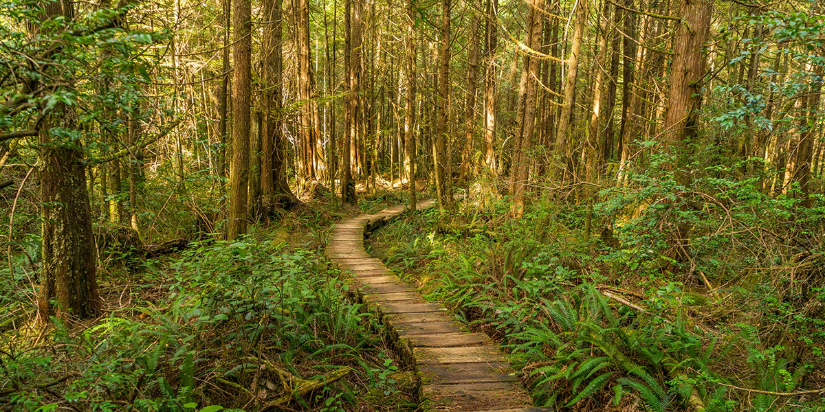 A wooden boardwalk through the lush forest of the Ozette Triangle
