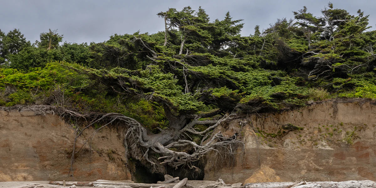 A natural cave formed from mossy tree roots on the beach
