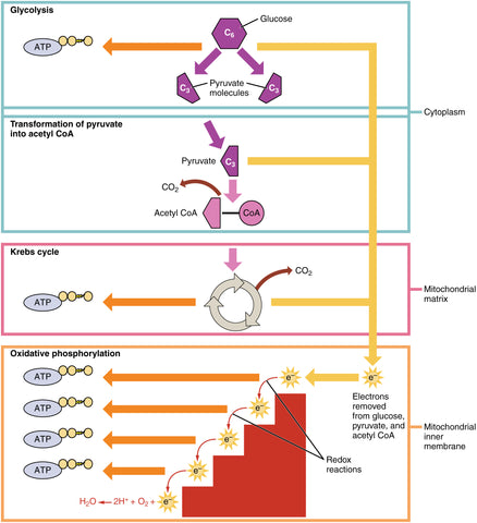 cellular respiration diagram