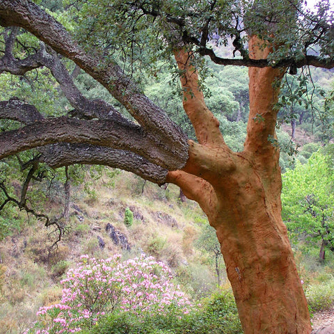 Cork Oak Tree