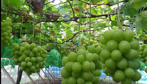 Yamanashi Shine Muscat Grapes
