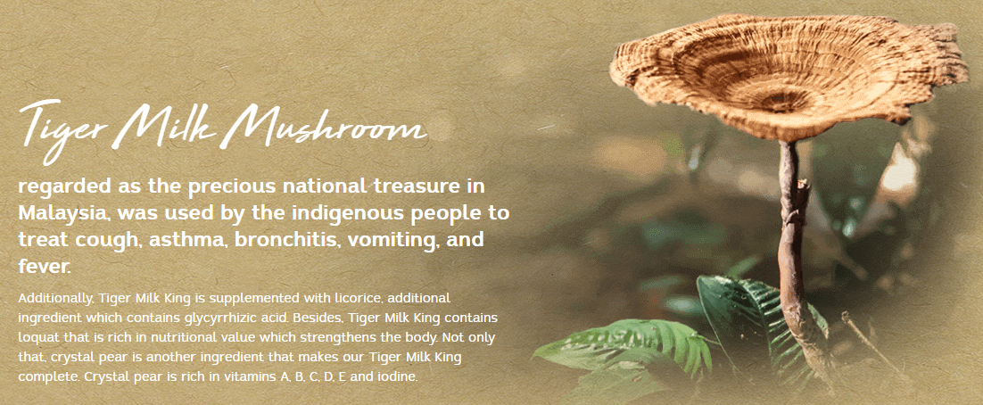 Tiger Milk Mushroom