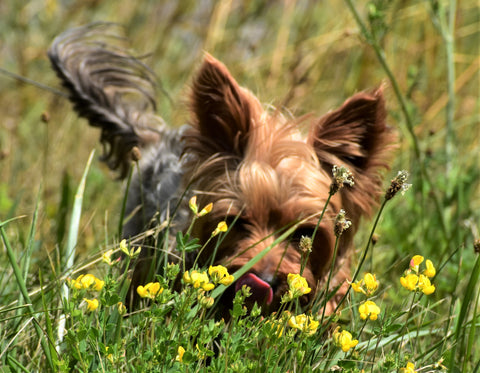 honden snuffelwandeling