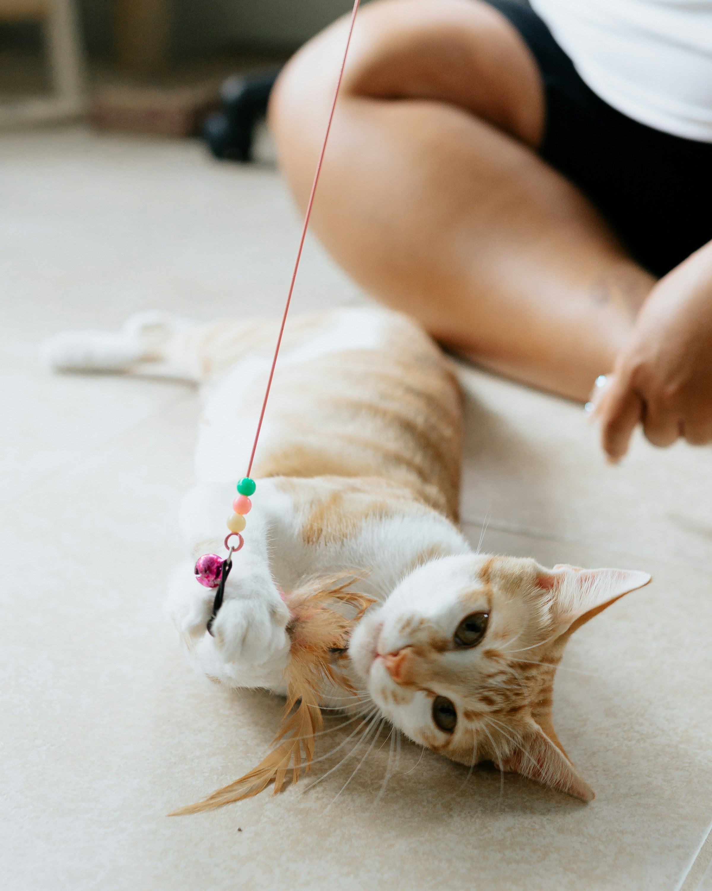 Cat teasers, scratchers and posts are some of the most popular enrichment toys for cats.