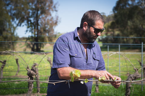 Winemaker Matt Reynolds in vineyards looking at budburst