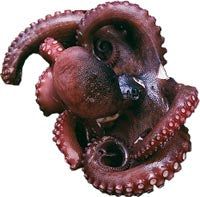 Oktopus