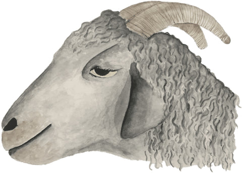 ThinxGreen Blog Artikel über Wolle als nachhaltiges Material - Angoraziege