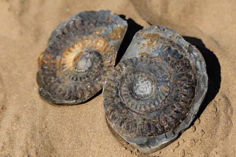 Hildoceras sp. ammonite