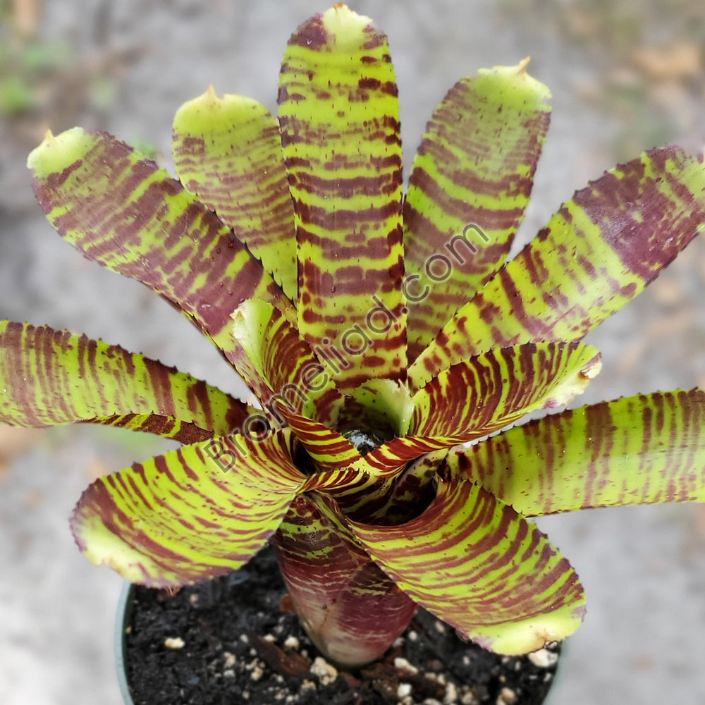 Neoregelia 'Killer Bee'