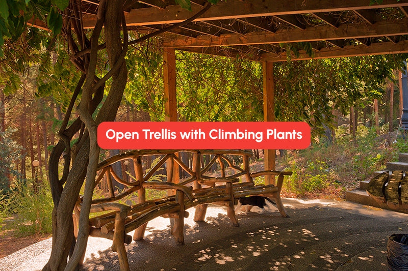 Open Trellis with Climbing Plants for Pergola Privacy