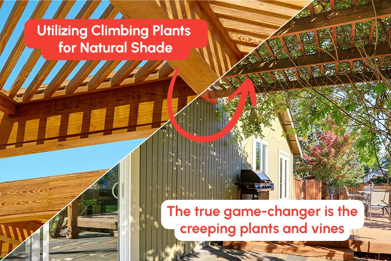 Utilizing Climbing Plants for Natural Shade