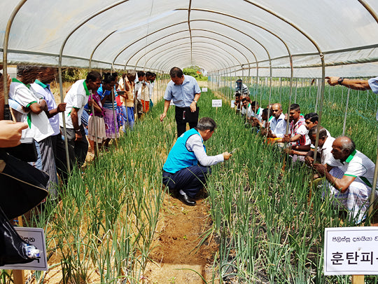 KOPIA officials are explaining the onion being cultivated on a trial basis to trainees in Sri Lanka. Provided by Rural Development Administration. 