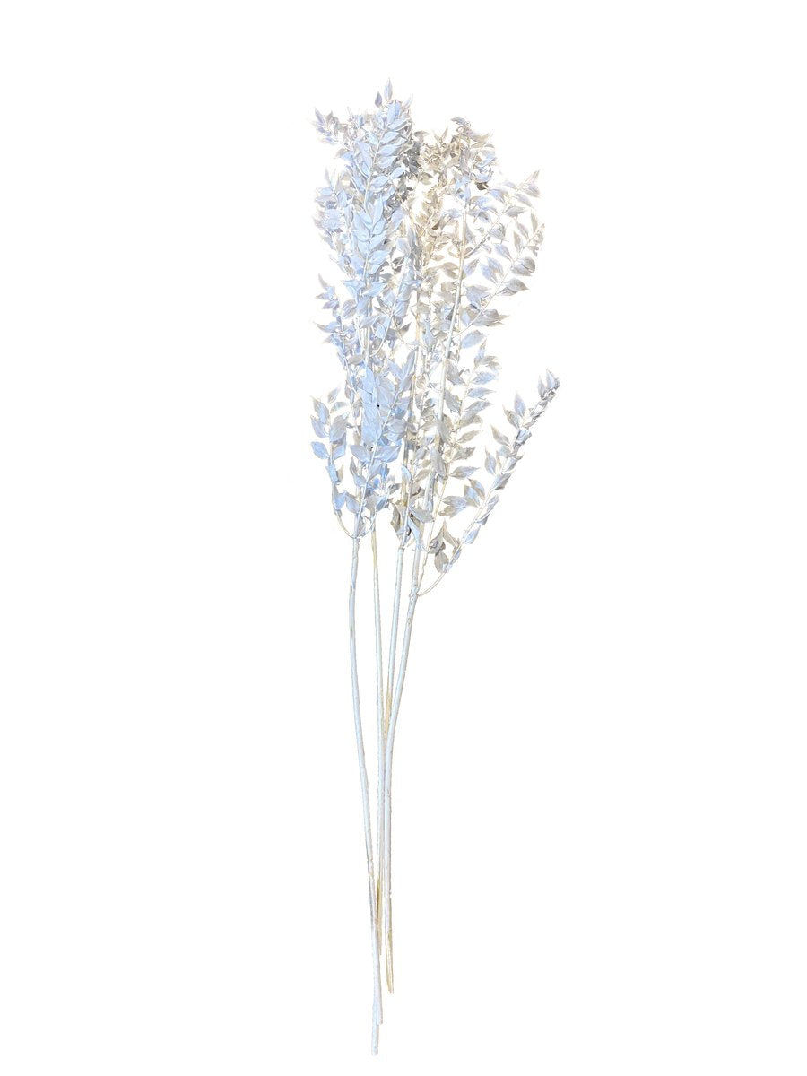Italian preserved ruscus(ACULEATUS) - White – Florals Wholesale