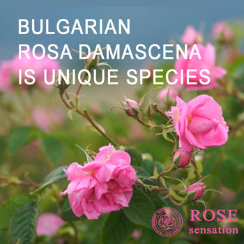 Bulgarian Rosa Damascena is a unique species
