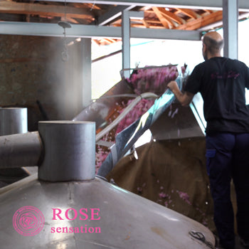 How do we produce rosewater?