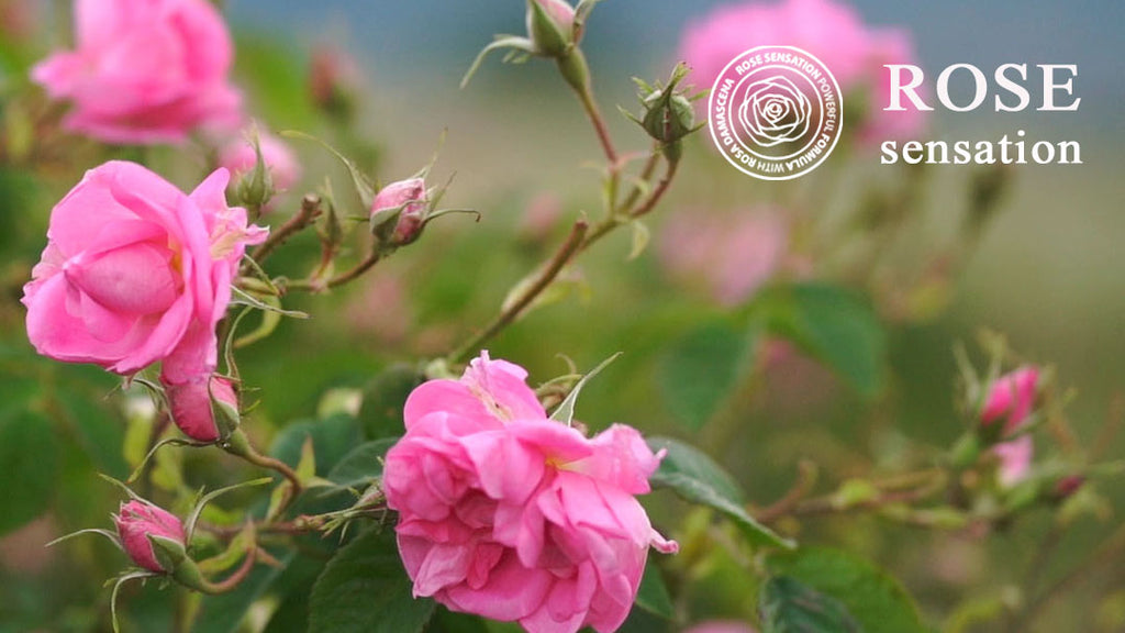 Rosa Damascene has been well known since ancient times in the esoteric world for its strong ability to wash off negative energy and clear psychic smog.