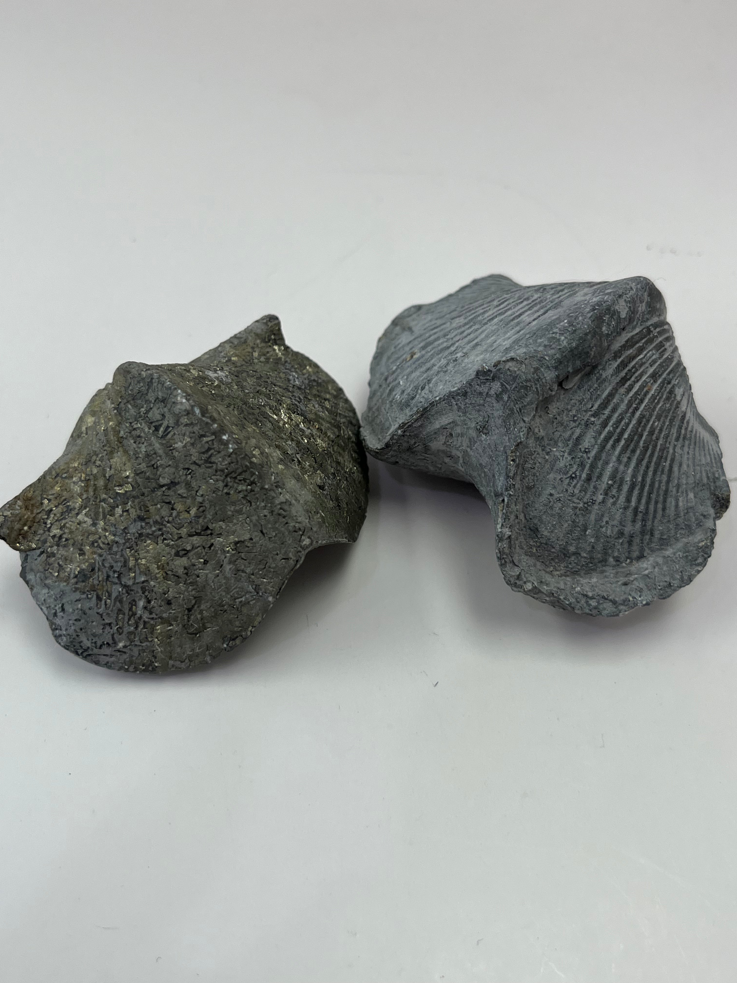 Brachiopod Fossils (Paraspirifer)