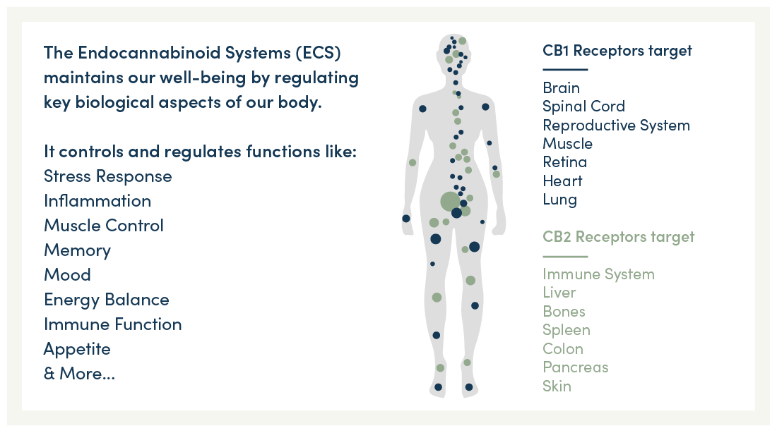 Biogenic-CBD-Endocannabinoid-System-ECS-CB1-CB2-Receptors