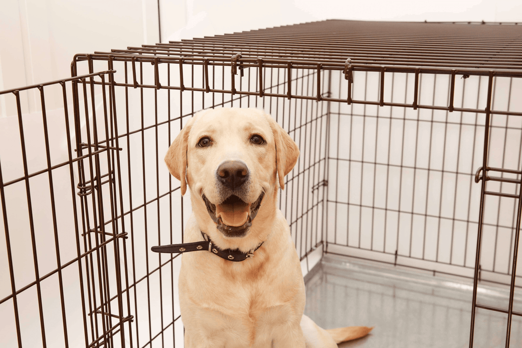 Dog in the kennel