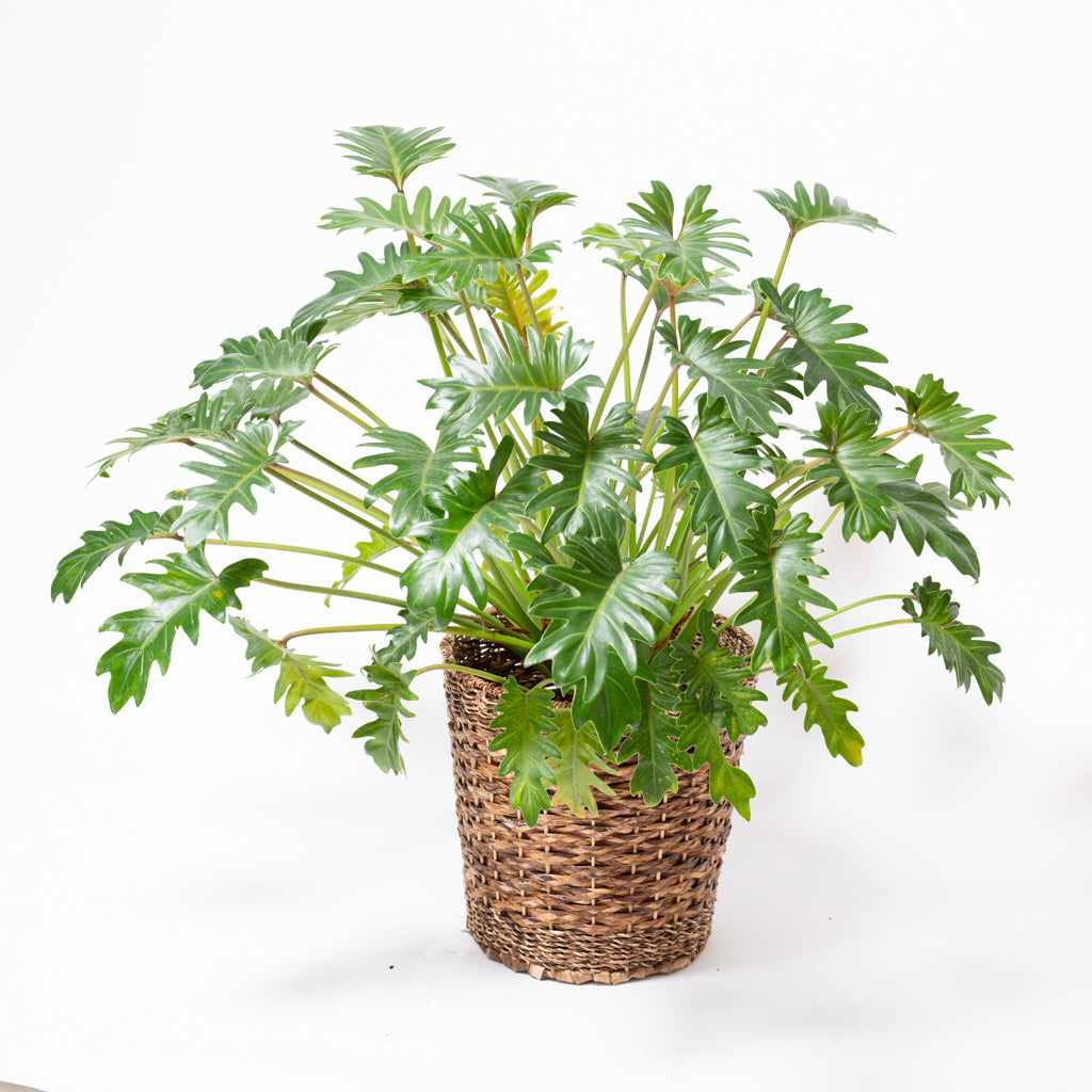 格安販売の クッカバラ 植物 観葉植物 8548円blog Grupostudio Com Br