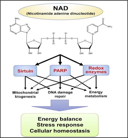  Biological functions of NAD