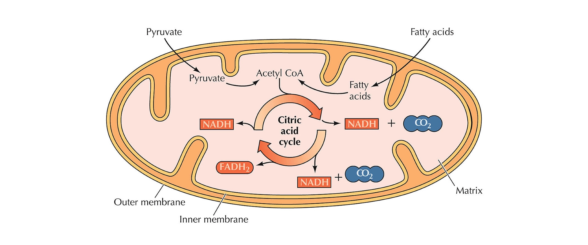 Citric Cycle