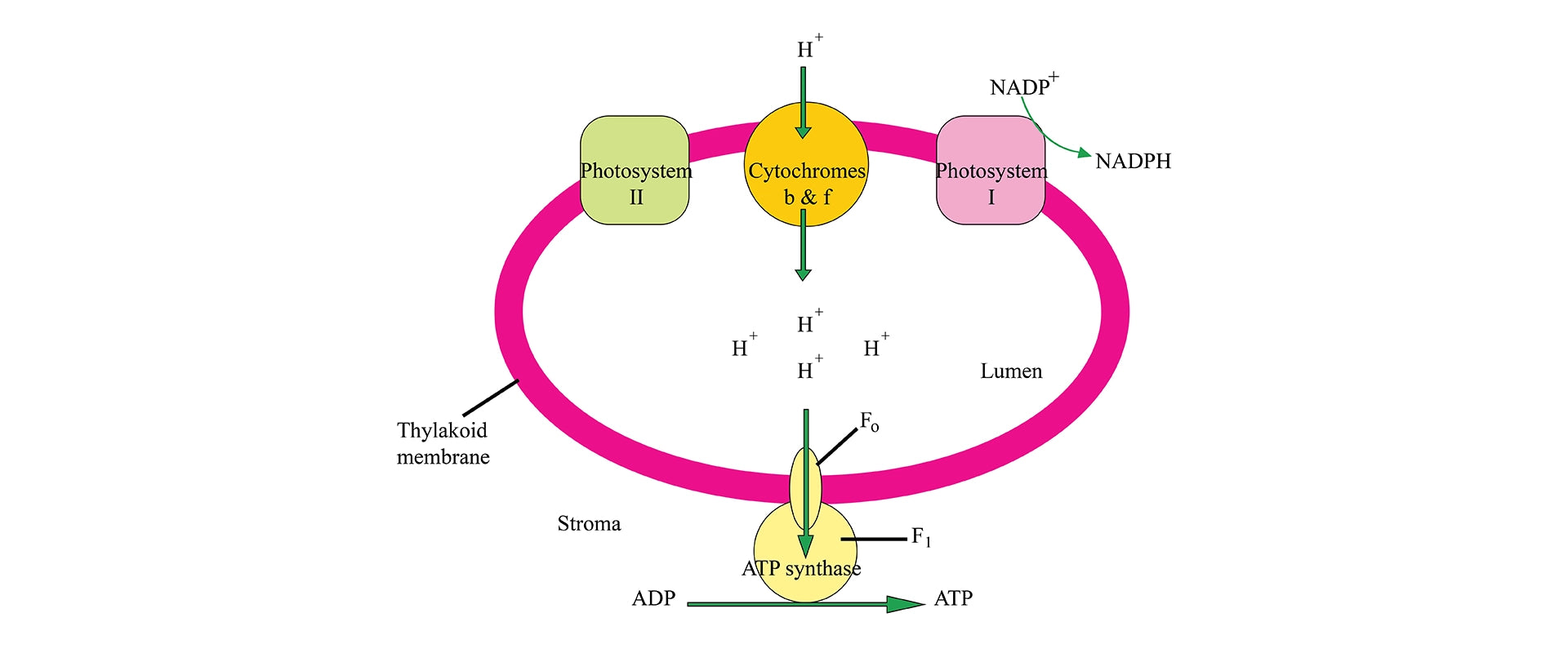 Oxidative phosphorylation