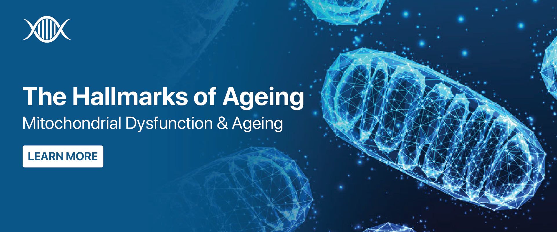 The Hallmarks of Ageing-Mitochondrial Dysfunction & Ageing